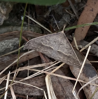 Epidesmia hypenaria (Long-nosed Epidesmia) at Lyons, ACT - 16 Nov 2024 by ran452