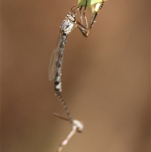 Unidentified at suppressed - 16 Nov 2024