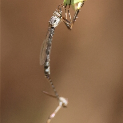 Unidentified Insect at Mongarlowe, NSW - 16 Nov 2024 by LisaH