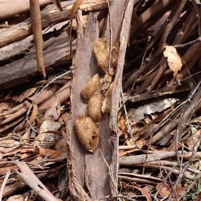 Anthela nicothoe (Urticating Anthelid) at Mongarlowe, NSW by LisaH