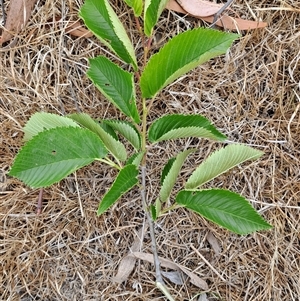 Ulmus procera at Fadden, ACT - 17 Nov 2024