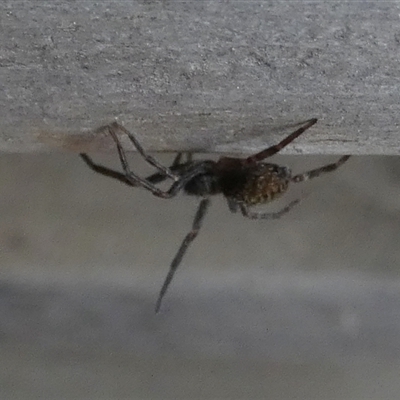 Badumna (genus) (Lattice-web spider) at Borough, NSW - 14 Nov 2024 by Paul4K