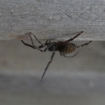 Badumna sp. (genus) (Lattice-web spider) at Borough, NSW - 14 Nov 2024 by Paul4K