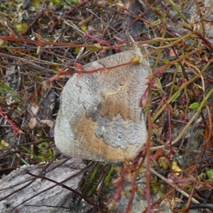 Heteronympha merope at Borough, NSW - suppressed