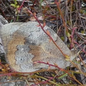 Heteronympha merope at Borough, NSW - suppressed