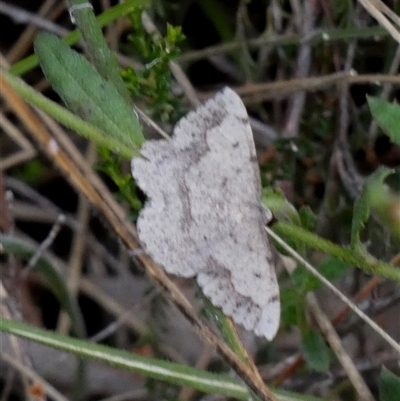 Taxeotis intextata (Looper Moth, Grey Taxeotis) at Borough, NSW - 15 Nov 2024 by Paul4K