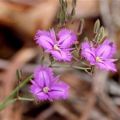 Thysanotus tuberosus subsp. tuberosus (Common Fringe-lily) at Mongarlowe, NSW - 16 Nov 2024 by LisaH