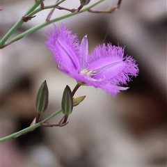 Thysanotus tuberosus subsp. tuberosus at Mongarlowe, NSW - suppressed