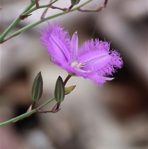 Thysanotus tuberosus subsp. tuberosus at Mongarlowe, NSW - suppressed