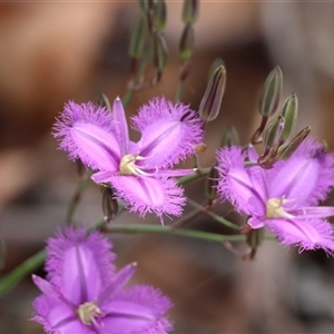 Thysanotus tuberosus subsp. tuberosus at Mongarlowe, NSW - suppressed