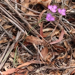 Thysanotus tuberosus subsp. tuberosus at Mongarlowe, NSW - suppressed