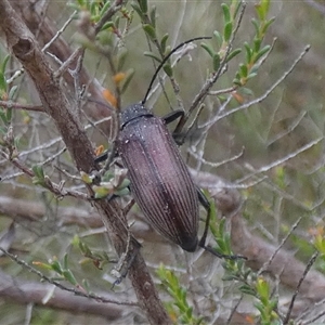 Homotrysis cisteloides at Borough, NSW - 15 Nov 2024