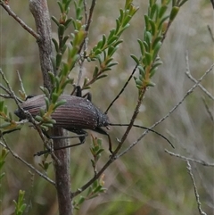 Homotrysis cisteloides at Borough, NSW - 15 Nov 2024