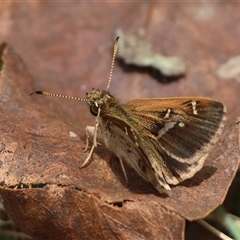 Toxidia parvula (Banded Grass-skipper) at Mongarlowe, NSW - 16 Nov 2024 by LisaH