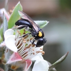 Leioproctus (Leioproctus) irroratus (Yellow-shouldered Bee) at Mongarlowe, NSW - 16 Nov 2024 by LisaH