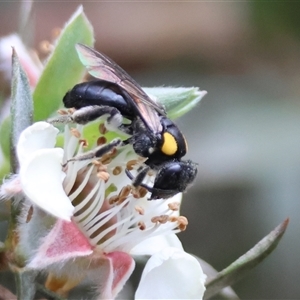 Leioproctus (Leioproctus) irroratus at Mongarlowe, NSW - 16 Nov 2024