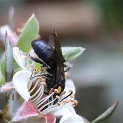 Leioproctus (Leioproctus) irroratus at Mongarlowe, NSW - 16 Nov 2024