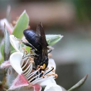 Leioproctus (Leioproctus) irroratus at Mongarlowe, NSW - 16 Nov 2024