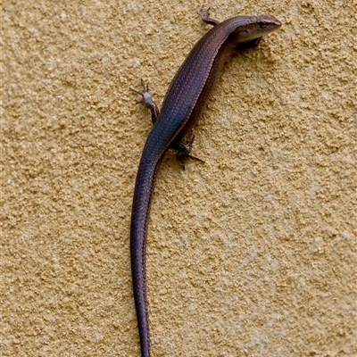 Lampropholis delicata (Delicate Skink) at Mongarlowe, NSW - 16 Nov 2024 by LisaH