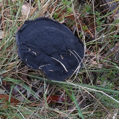 Unidentified Cap on a stem; pores below cap [boletes & stemmed polypores] at Borough, NSW - 14 Nov 2024 by Paul4K