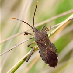 Gelonus tasmanicus (Leaf-footed bug) at Mongarlowe, NSW - 16 Nov 2024 by LisaH