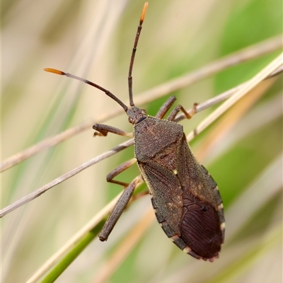 Gelonus tasmanicus (Leaf-footed bug) at Mongarlowe, NSW - 16 Nov 2024 by LisaH