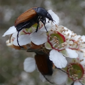 Phyllotocus rufipennis at Borough, NSW - 15 Nov 2024