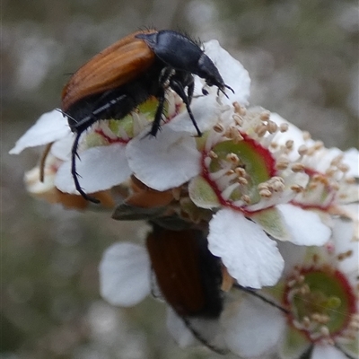 Phyllotocus rufipennis (Nectar scarab) at Borough, NSW - 15 Nov 2024 by Paul4K