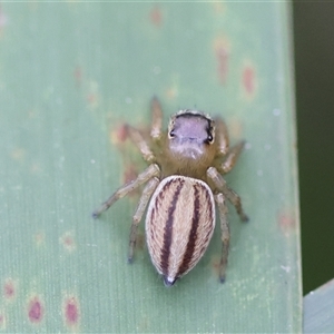 Maratus scutulatus at Mongarlowe, NSW - suppressed