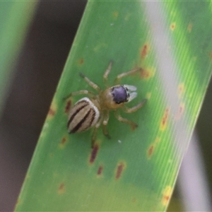 Maratus scutulatus at Mongarlowe, NSW - suppressed