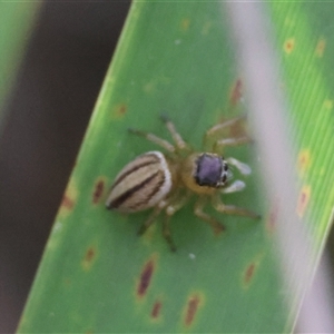 Maratus scutulatus at Mongarlowe, NSW - suppressed