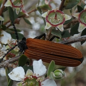 Porrostoma rhipidium at Borough, NSW - suppressed