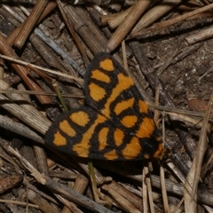 Asura lydia (Lydia Lichen Moth) at Freshwater Creek, VIC - 17 Nov 2024 by WendyEM