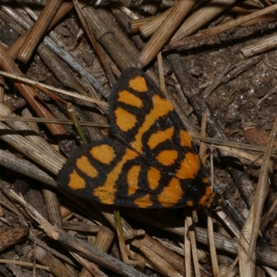 Asura lydia (Lydia Lichen Moth) at Freshwater Creek, VIC - 17 Nov 2024 by WendyEM