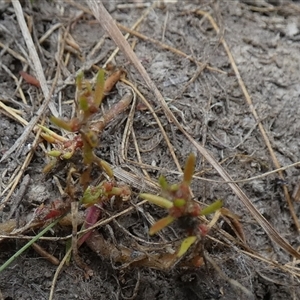 Myriophyllum glomeratum at suppressed - suppressed