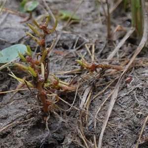 Myriophyllum glomeratum at suppressed - suppressed