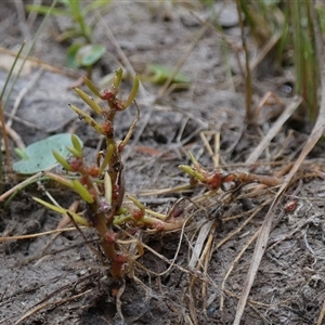 Myriophyllum glomeratum at suppressed - suppressed