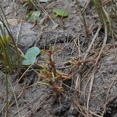 Myriophyllum glomeratum at suppressed - suppressed