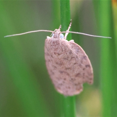 Garrha repandula (a Concealer Moth) at Mongarlowe, NSW - 16 Nov 2024 by LisaH