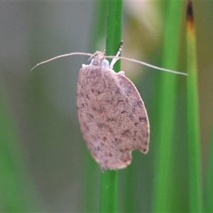 Garrha repandula at Mongarlowe, NSW - suppressed