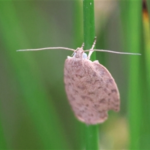 Garrha repandula at Mongarlowe, NSW - suppressed