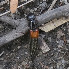 Staphylinidae (family) (Rove beetle) at Borough, NSW - 15 Nov 2024 by Paul4K