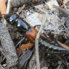 Staphylinidae (family) at suppressed - 15 Nov 2024