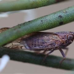 Cixiidae sp. (family) (Cixiid planthopper) by LisaH