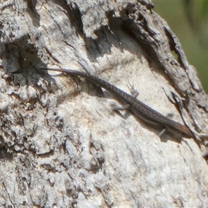 Lampropholis guichenoti at Borough, NSW - suppressed