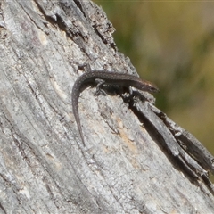 Lampropholis guichenoti at Borough, NSW - suppressed