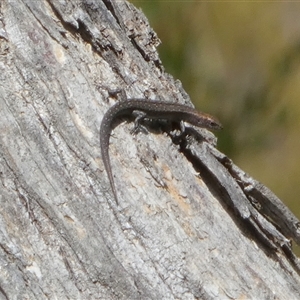 Lampropholis guichenoti at Borough, NSW - suppressed