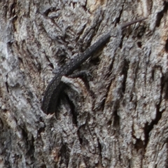 Lampropholis guichenoti at Borough, NSW - suppressed