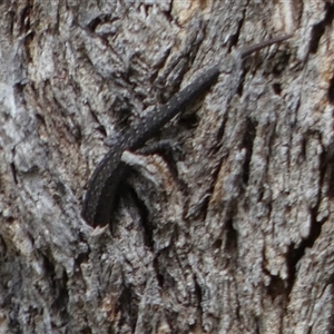 Lampropholis guichenoti at Borough, NSW - 15 Nov 2024