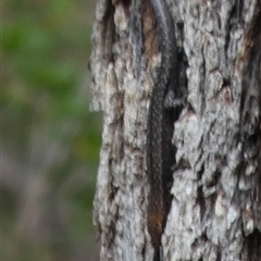 Lampropholis guichenoti at Borough, NSW - 15 Nov 2024